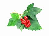red currant with green leaves isolated on white