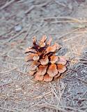 pine cone on needles
