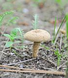 mushroom on needles