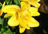 Yellow lily with dew drops 