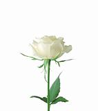 beautiful white roses on a white background
