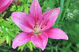 Pink lily with dew drops 
