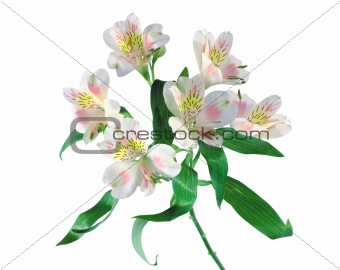 Bright beautiful lily on white background