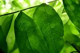 Beautiful green tee leafs