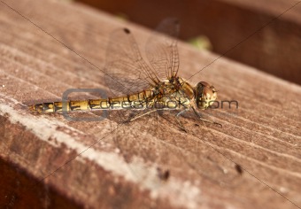 Resting dragonfly