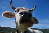 Swiss cow chews, large muzzle