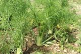 fennel plants