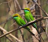 Two Little Green Bee eaters.