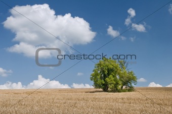 Field, sky and lonely tree