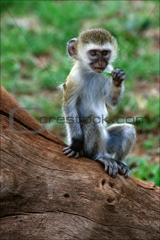 Vervet Monkey cub.