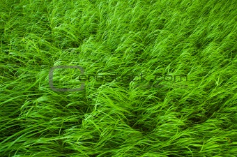 Healthy grass