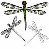 Realistic Dragonfly