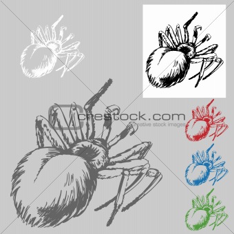 Tarantula Drawing