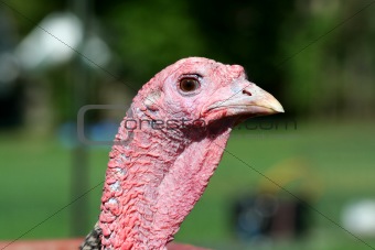 Turkey head