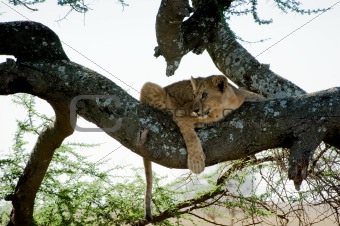 Young lion on a tree. 