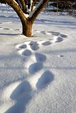 Foot steps in fresh snow