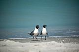 Laughing Gulls on a Florida Beach