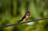 Barn Swallow (Hirundo rustica) on a Steel Cable