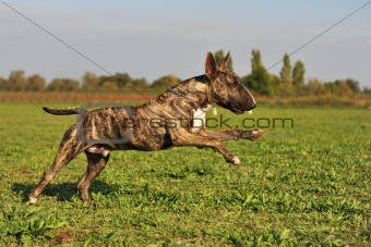 running bull terrier