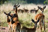 Group of antelopes the impala. 