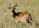 Antelope  impala. 