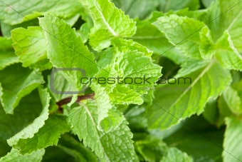 Mint leaves closeup