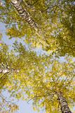 Tops of autumn birch 