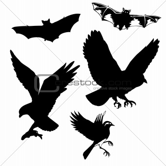 vector illustration of the birds and bats on white background