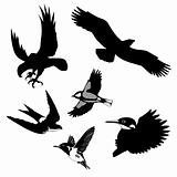 vector illustration of the birds on white background