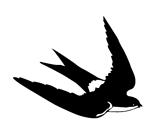 vector silhouette flying swallows on white background