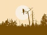 silhouette bird on tree