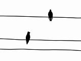 vector silhouette of the waxwings on wire