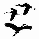 vector silhouette flying cranes on white background