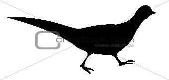 vector illustration of the pheasant on white background
