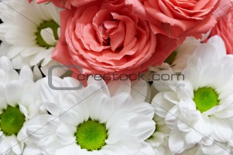 Red and white flowers - roses and chrysanthemums