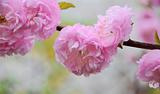 beautiful pink blossom almonds brunch