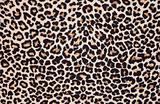 abstract texture of leopard skin
