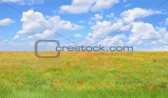 field of red poppies and perfect blue sky 