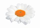 perfect chamomile flower isolated on white background