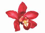 Perfect red orchid isolated on white 