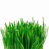 green spring grass isolated on white background