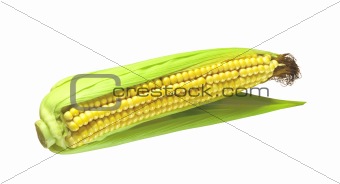 Corn isolated on white background 