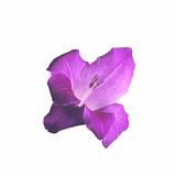 Violet beautiful gladiolus isolated on white background 