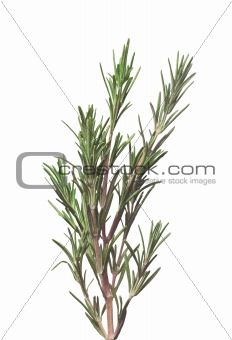 fresh rosemary herb isolated on white background 