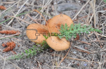mushrooms on needles in forest