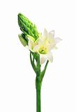 White lily isolated on white background 