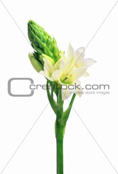 White lily isolated on white background 