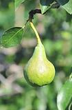 tasty pear with green leaf