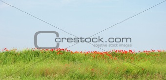 Field of red flowers (poppies) and blue sky