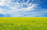 Beautiful field of yellow flowers and perfect blue sky